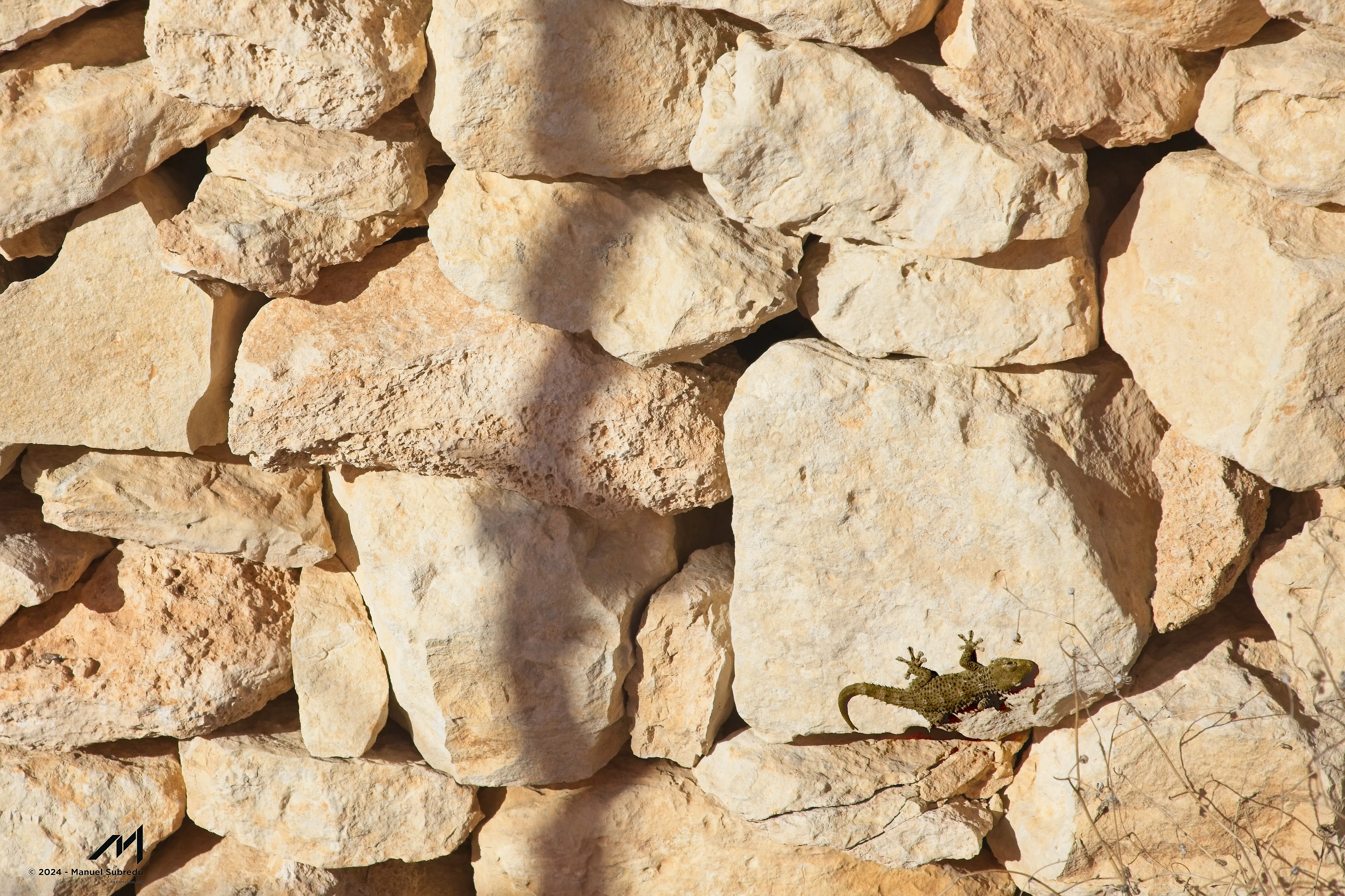 The Lizzard